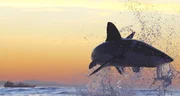 'Air Jaws' great white shark under threat in Mossel Bay.