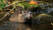 Die M&ouml;hneaue im Osten der Talsperre ist Lebensraum f&uuml;r die Nutria.