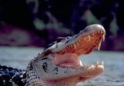 Ein Schwarzer Kaiman im Fluss Essequibo Ein Schwarzer Kaiman im Fluss Essequibo
