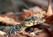 PHOENIX TIEF IM REGENWALD TEIL 1, "Im Bann des Kaimans", Ein junger Schwarzer Kaiman PHOENIX TIEF IM REGENWALD TEIL 1, "Im Bann des Kaimans", Ein junger Schwarzer Kaiman