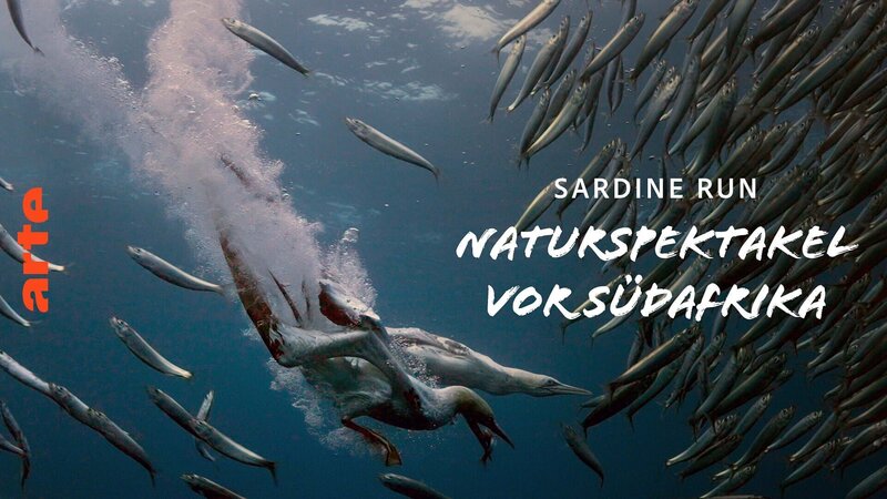 Sardine Run - Naturspektakel vor Südafrika (F, 2025)