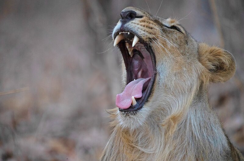 Die Löwinnen-Dynastie - Schicksalsjahre (USA, 2023)