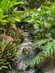Stehen bei uns im Zimmer - viele der tropischen Pflanzen.