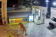 Ein Asiatischer L&ouml;we streift nachts durch ein Wohngebiet.