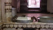 The rats are fed and taken care of like the gods they are at the Karni Mata Temple in India, as seen on Travel Channel's Legendary Locations.