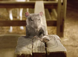 Charlotte kann von ihrem Netz aus die ganze Scheune beobachten. Wenn sie lustig ist, kommt sie auch einmal herunter, um unter anderem mit der Ratte Templeton einen kurzen Plausch zu halten.