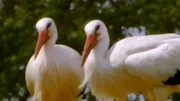 Das Storchenpaar Stina und S&ouml;ren