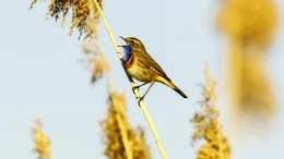 M&auml;nnliche Blaukehlchen singen im Fr&uuml;hjahr im Schilf, um Weibchen anzulocken. Lange Zeit waren sie in Mitteleuropa vom Aussterben bedroht. Jedes Jahr br&uuml;ten dutzende Paare in den Rieselfeldern.