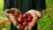 Reife Muskatnüsse in der roten Macis. Reife Muskatnüsse in der roten Macis.