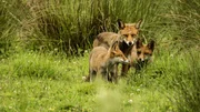 F&uuml;chse profitieren von der reichen Vogelwelt der Rieselfelder und helfen das nat&uuml;rliche Gleichgewicht zu erhalten.