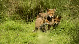 F&uuml;chse profitieren von der reichen Vogelwelt der Rieselfelder und helfen das nat&uuml;rliche Gleichgewicht zu erhalten.