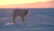 Polarwölfe leben ausschließlich in der Arktis - sie unterscheiden sich von anderen Wölfen durch die helle Farbe und das besonders weiche, dichte Fell. Polarwölfe leben ausschließlich in der Arktis - sie unterscheiden sich von anderen Wölfen durch die helle Farbe und das besonders weiche, dichte Fell.