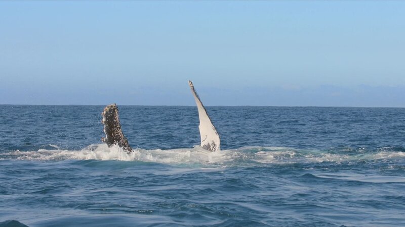 Sardine Run - Naturspektakel vor Südafrika (F, 2025)