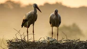 Jedes Jahr br&uuml;ten bis zu f&uuml;nf Storchenpaare im Naturschutzgebiet. Ihr Bruterfolg h&auml;ngt stark vom Wetter ab. In sehr nassen Sommern sterben viele Jungst&ouml;rche.
