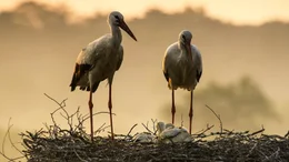 Jedes Jahr br&uuml;ten bis zu f&uuml;nf Storchenpaare im Naturschutzgebiet. Ihr Bruterfolg h&auml;ngt stark vom Wetter ab. In sehr nassen Sommern sterben viele Jungst&ouml;rche.
