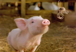 Wilbur und die Spinne Charlotte, die selbst nur selten im Mittelpunkt steht, verbindet bald eine unzertrennliche Freundschaft.