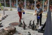 Was fressen Pinguine? Alexa (l.) und Feli (r.) versuchen es mit Fisch, beobachtet von Besuchern des Zoos.