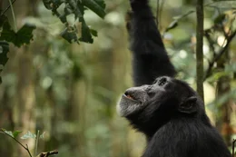 Hare schaut zu Monkeys auf.