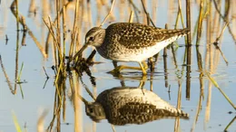 Bruchwasserl&auml;ufer geh&ouml;ren zu den vielen Limikolen-Arten, die die Rieselfelder als Rastgebiet nutzen. Auf ihren Routen zwischen Subsahara und Nordeuropa k&ouml;nnen sie hier Kraft tanken.