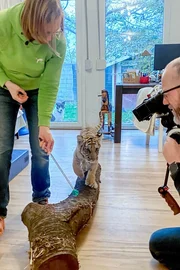 Auf und davon Schweizer Auswanderer – Wiedersehen in Deutschland Folge 2 Alexandra Taetz in der Küche mit ihrem 13 Wochen alten Tigerbaby. 2023 Auf und davon Schweizer Auswanderer – Wiedersehen in Deutschland Folge 2 Alexandra Taetz in der Küche mit ihrem 13 Wochen alten Tigerbaby. 2023