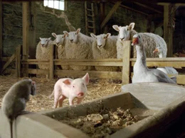 Auf der Zuckermann-Farm leben neben der Spinne Charlotte auch Schafe, die G&auml;nse Golly und Gussy und die Ratte Templeton. Nullkommanichts hat sich Wilbur im Kreis seiner neuen Freunde eingelebt.