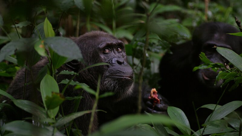 Ngogo - Königreich der Affen (GB, 2017)