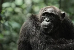 Lofty, das brutale ehemalige Alpham&auml;nnchen (1999 - 2001).
