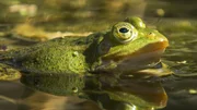 Gr&uuml;nfr&ouml;sche bev&ouml;lkern die vielen Stauteiche. Es gibt drei Unterarten: Teichfrosch, Seefrosch und Wasserfrosch.