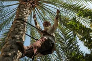 Omanischer Bauer klettert in eine Dattelpalme.