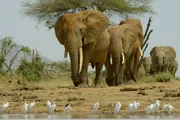 Eine Herde Elefanten nähert sich dem Wasserloch Eine Herde Elefanten nähert sich dem Wasserloch