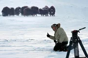 Naturfilmer Jan Haft ist Kameramann und Biologe aus Leidenschaft. Die Dreharbeiten mit Moschusochsen sind nicht ungef&auml;hrlich. Die kr&auml;ftigen Tiere sind &auml;u&szlig;erst wehrhaft.