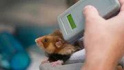 Im Zuchtprogramm des Erlebniszoos sind gerade 16 Feldhamsterjungtiere zur Welt gekommen &ndash; ein Erfolg f&uuml;r die stark bedrohte Art. Das Team der Zooklinik nimmt die Jungtiere in Augenschein: Geschlechtsbestimmung, Wiegen, Transponder setzen. Die Kleinen sollen sp&auml;ter ausgewildert werden &ndash; vorausgesetzt, passende, hamsterfreundlich bewirtschaftete Fl&auml;chen stehen zur Verf&uuml;gung. Das Projekt zeigt, wie Zoos aktiv zur Arterhaltung beitragen.