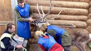 Arztbesuch bei Rentier Ari: Der Senior leidet vermutlich an Arthrose, einem altersbedingten Gelenkverschleiß. Wie beim Menschen helfen hier nur entzündungshemmende und schmerzstillende Medikamente. Doch die müssen die Tierärzte in die kranken Beine des Rentiers spritzen. Arztbesuch bei Rentier Ari: Der Senior leidet vermutlich an Arthrose, einem altersbedingten Gelenkverschleiß. Wie beim Menschen helfen hier nur entzündungshemmende und schmerzstillende Medikamente. Doch die müssen die Tierärzte in die kranken Beine des Rentiers spritzen.