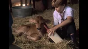 Jimmy (Bobby Edner) versucht, das kranke Kalb Hannibal aufzupeppeln.