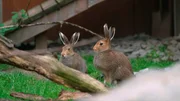 In Yukon Bay ist Nachwuchs da &ndash; drei junge Schneehasen warten auf ihre erste Untersuchung. Beim Impfen und Chippen wird auch das Geschlecht bestimmt; danach d&uuml;rfen die Jungtiere zum ersten Mal ins Freie.
