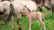 Nachwuchs bei der Konik-Heerde auf der Geltinger Birk. Die Wildpferde haben die Ostseesturmflut überlebt, trotz Überschwemmung. Nachwuchs bei der Konik-Heerde auf der Geltinger Birk. Die Wildpferde haben die Ostseesturmflut überlebt, trotz Überschwemmung.