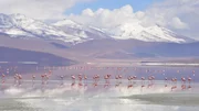 Flamingos an der Laguna Colorada, Bolivien.