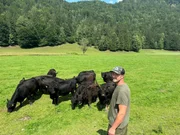 Andreas Teufl mit seinen Galloway&acute;s