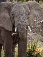 Die Elefantenmutter knabbert an einem Stock.