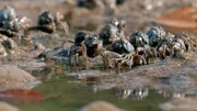 Soldatenkrabben durchfiltern bei Ebbe den Schlamm nach Nahrung. Soldatenkrabben durchfiltern bei Ebbe den Schlamm nach Nahrung.