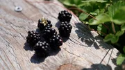 Brombeeren. Brombeeren.