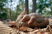 Pangoline gehören weltweit zu den bedrohtesten Säugetieren, im Kardamomgebirge ist man um ihren Schutz bemüht. Pangoline gehören weltweit zu den bedrohtesten Säugetieren, im Kardamomgebirge ist man um ihren Schutz bemüht.