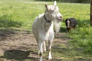 Hund Keks trifft Zacharias Ziege.