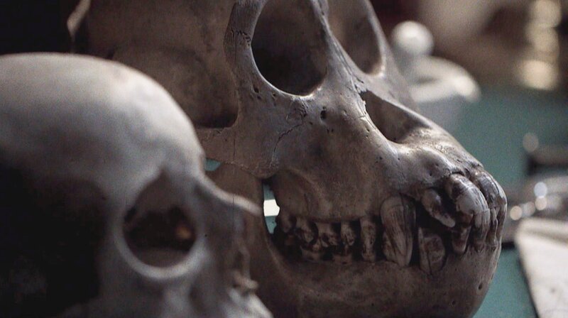 Ein Schädel für Charles Darwin (D, 2015)