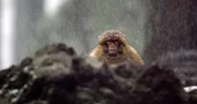 Berberaffe (Macaca Sylvanus) im Schnee. Berberaffe (Macaca Sylvanus) im Schnee.