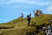 Wildhüter Urs Büchler bei den Steinböcken im Alpstein Wildhüter Urs Büchler bei den Steinböcken im Alpstein