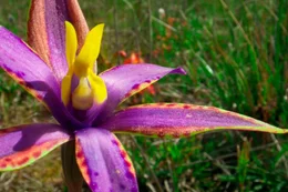 Die &bdquo;Queen of Sheba&ldquo;, die K&ouml;nigin von Saba, ist eine prachtvolle Orchidee, die es nur im sandigen Buschland des S&uuml;dwestens gibt.