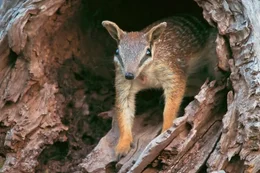 Der Numbat ist das einzige ausschlie&szlig;lich tagaktive Beuteltier Australiens und ern&auml;hrt sich von Termiten.
