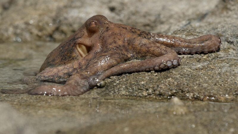 Ebbe - Ein tierisches Kammerspiel (F, 2023)