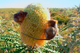Honigbeutler wiegen nur sieben Gramm und ern&auml;hren sich vom Nektar der Banksia-Bl&uuml;ten.